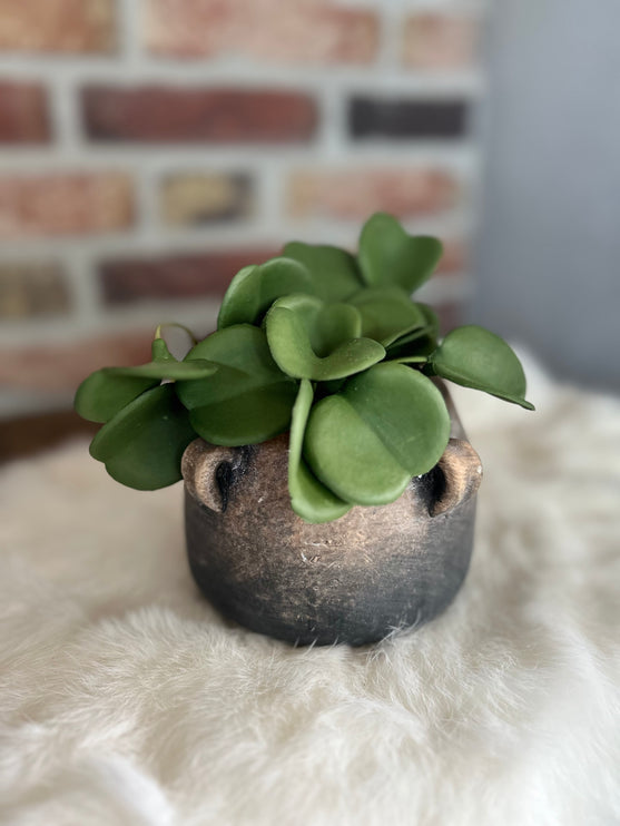 Peperomia Green