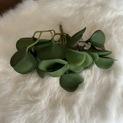 Peperomia Green