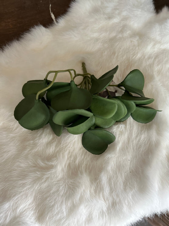 Peperomia Green