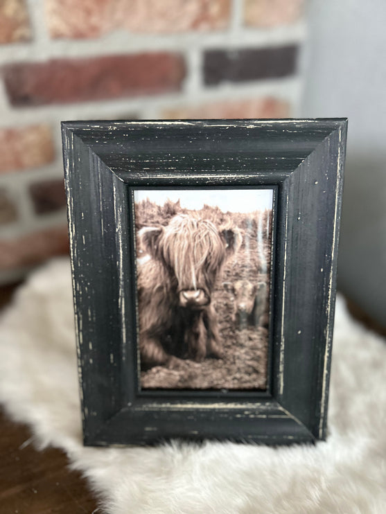 Schilderij Schotse Hooglander