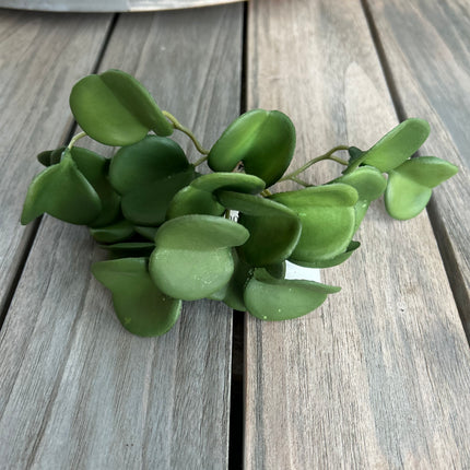 Pepperiomia Green