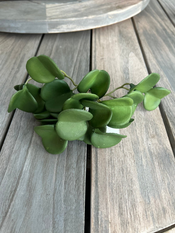 Pepperiomia Green