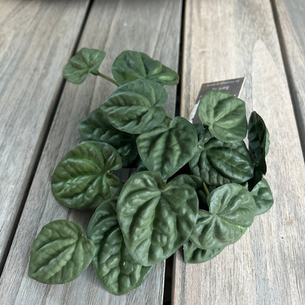 Begonia Green