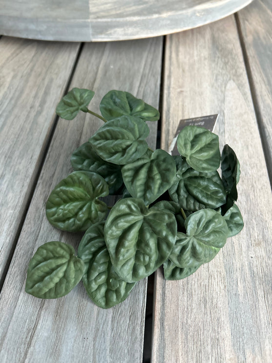 Begonia Green
