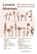 Geboortebloem Juni Roos
